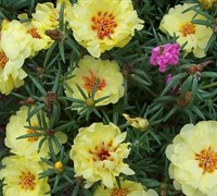 Sundial Portulaca Picture