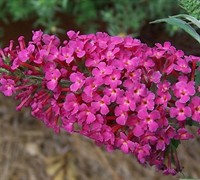 Miss Ruby Butterfly Bush Picture