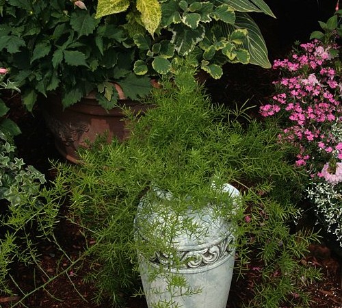 Picture of Asparagus Fern