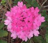 Homestead Pink Verbena
