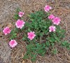 Homestead Pink Verbena