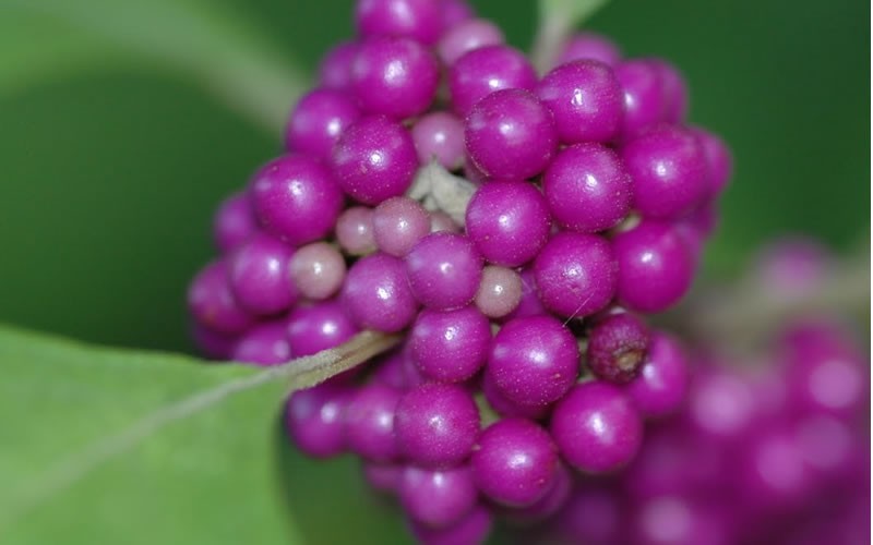 Americana Beautyberry Picture