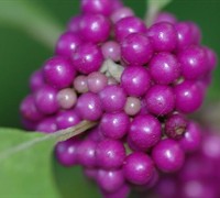 Americana Beautyberry Picture
