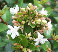 Rose Creek Abelia Picture