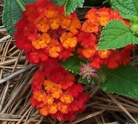 Red Spread Lantana Picture