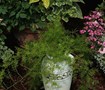 Picture of Asparagus Fern