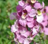 Angelmist Spreading Pink Angelonia