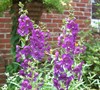 Orchid Angelmist Angelonia
