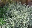 Helichrysum