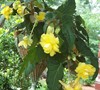 Illumination Yellow Begonia Picture