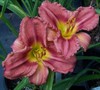 Rosy Returns Daylily
