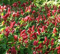 Shrimp Plant Picture