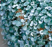 Silver Falls Dichondra Picture