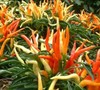 Medusa Ornamental Pepper