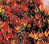 Chilly Chile Ornamental Pepper