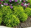 Alternanthera