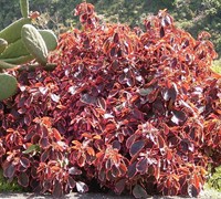 Copper Leaf Acalypha Picture