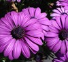 Kardinal Purple Osteospermum