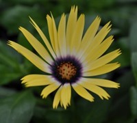 Lemon Symphony Osteospermum Picture
