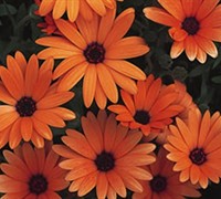 Orange Symphony Osteospermum Picture
