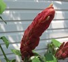 Shrimp Plant