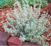 Silver Thyme