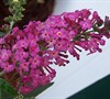 Miss Ruby Butterfly Bush