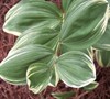 Variegated Solomon's Seal