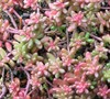 Coral Carpet Sedum