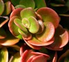 Coral Reef Sedum