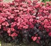 Purple Carpet Sedum