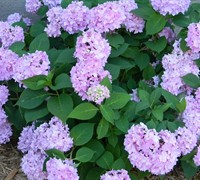 All Summer Beauty Hydrangea Picture