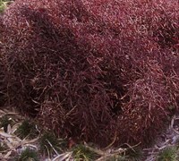 Red Thread Joseph's Coat Picture