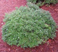 Schillings Dwarf Yaupon Holly Picture