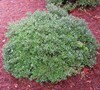 Schillings Dwarf Yaupon Holly