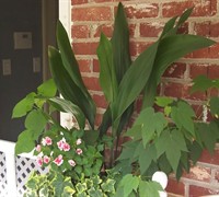 Cast Iron Plant Picture