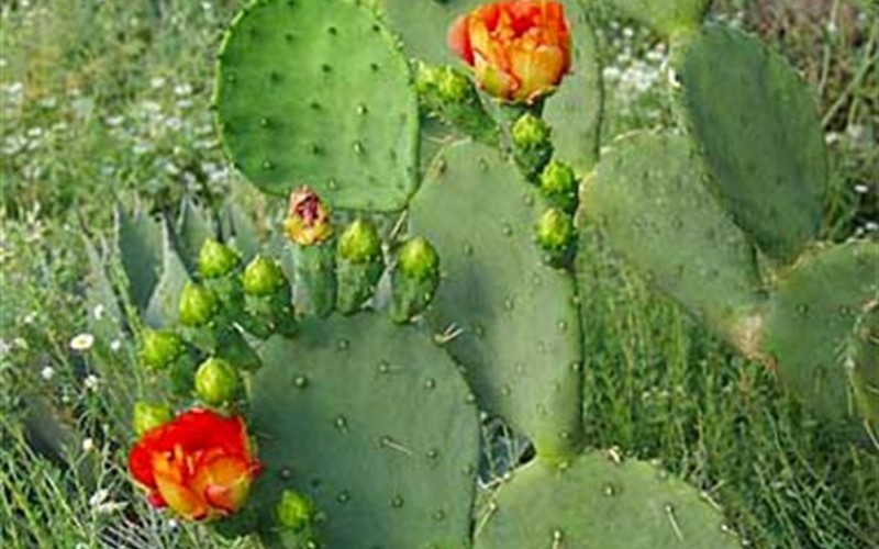 Delicate Prickly Pear Cactus Picture