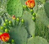 Delicate Prickly Pear Cactus Picture