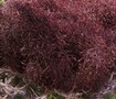 Red Thread Joseph's Coat