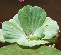 Water Lettuce Picture
