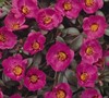 Rio (Series) Portulaca