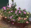 Garden Shed Planter Box