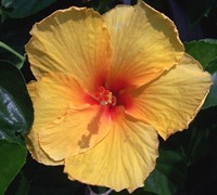 Joanne Hibiscus Picture