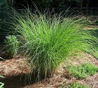 Maiden Grass Picture