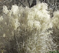 Maiden Grass Picture