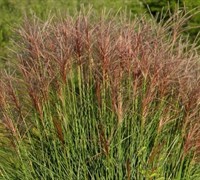 Maiden Grass Picture