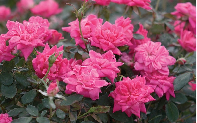 Double Pink Knock Out Rose Picture