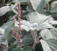 Silver Shield Plectranthus Picture