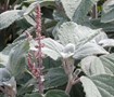Silver Shield Plectranthus