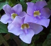 Blue Sky Vine Picture